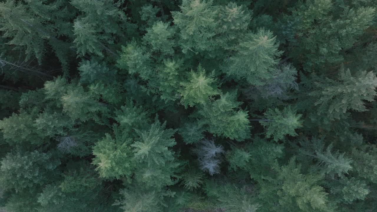 A top-down view of a forest in the Pacific Northwest