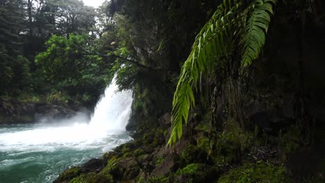 fern leaves hanging of a cliff moving in the wind