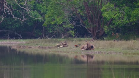 seen relaxing at the edge of a lake with a lovely landscape and a junglefowl foraging around