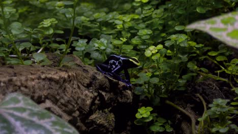 a beautiful slow moving close up featuring a brightly coloured dyeing poison frog