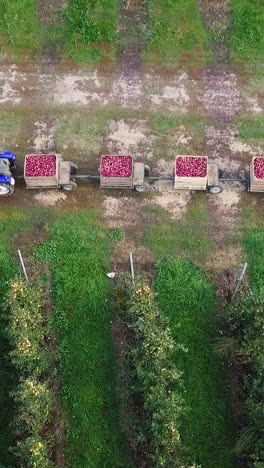 driver of tractor is transporting five trailers with apples on the road in the background of apple orchard in the summer. aerial view vertical video
