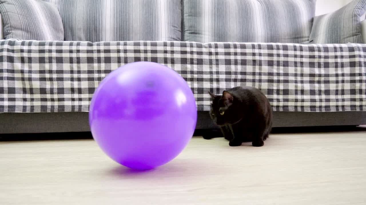 animales domésticos. un gato negro jugando con un globo púrpura. 4k
