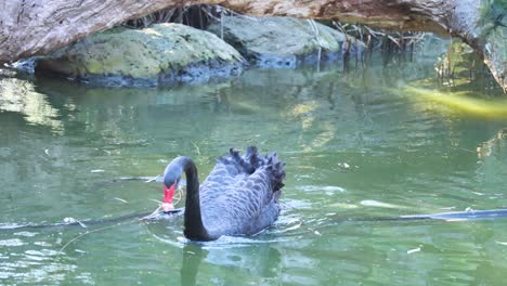 un cisne negro nadando en un estanque