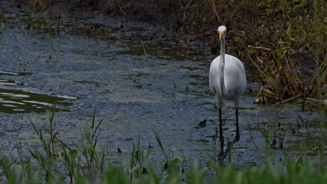 great egret catching a bug
