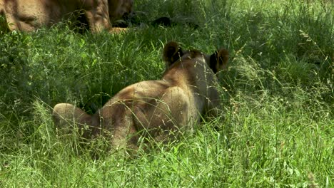 Löwin-Frisst-Im-Schatten,-Nahaufnahme-Von-Hinten-4k