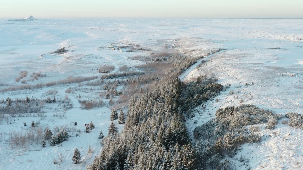 небольшой сосновый лес в холодном зимнем пейзаже исландии, sólbrekkuskógur