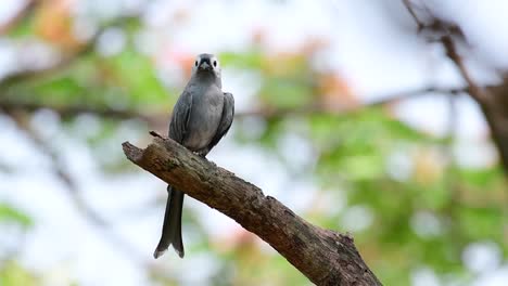 The-Ashy-Drongo-is-a-skittish-regular-migrant-to-Thailand-in-which-it-likes-to-perch-high-on-branches,-that-may-be-far-to-reach-by-humans-or-animals,-easy-to-take-off-and-capture-insects