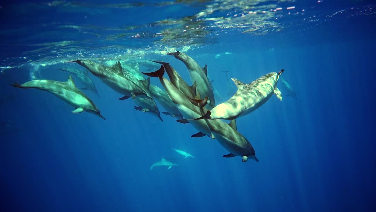 un grupo de delfines saltando y nadando en la superficie del océano - toma a cámara lenta bajo el agua