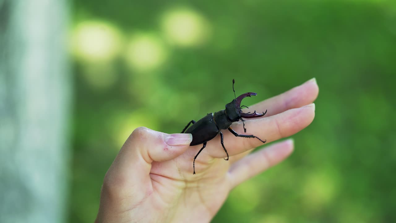 Stag beetle in hand. Lucanus cervus. Fighting beetles