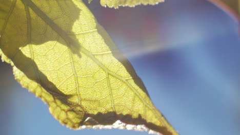 tiro de la hoja macro