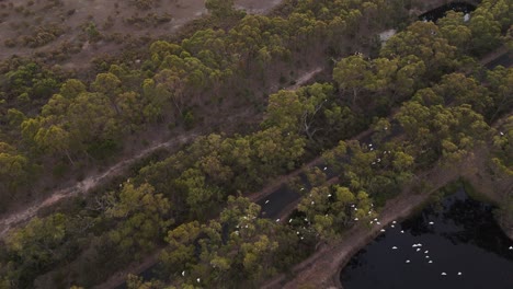 flock of white birds flying over natural merrimu reservoir,australia