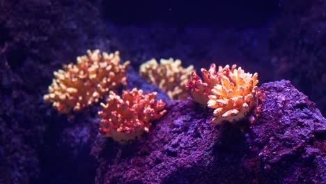 orange and red coral in aquarium