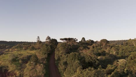 forward drone view of an araucaria angustifolia tree near a dirt road