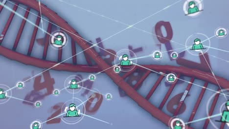 animación de redes de conexiones y procesamiento de datos sobre cadenas de adn sobre fondo blanco