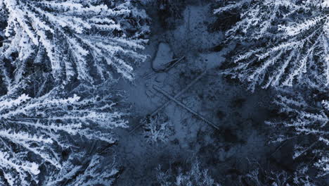 Aerial,-screwdriver,-drone-shot,-low,-above-snow-covered-trees,-snowy-forest,-on-a-cloudy,-winter-day,-in-Finland