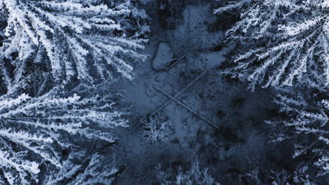 antena, destornillador, disparo de dron, bajo, sobre árboles cubiertos de nieve, bosque nevado, en un día nublado, de invierno, en finlandia