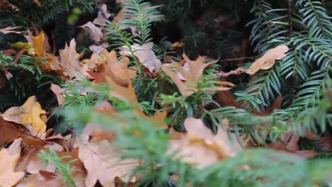 green leaves turning into orange and yellow colors