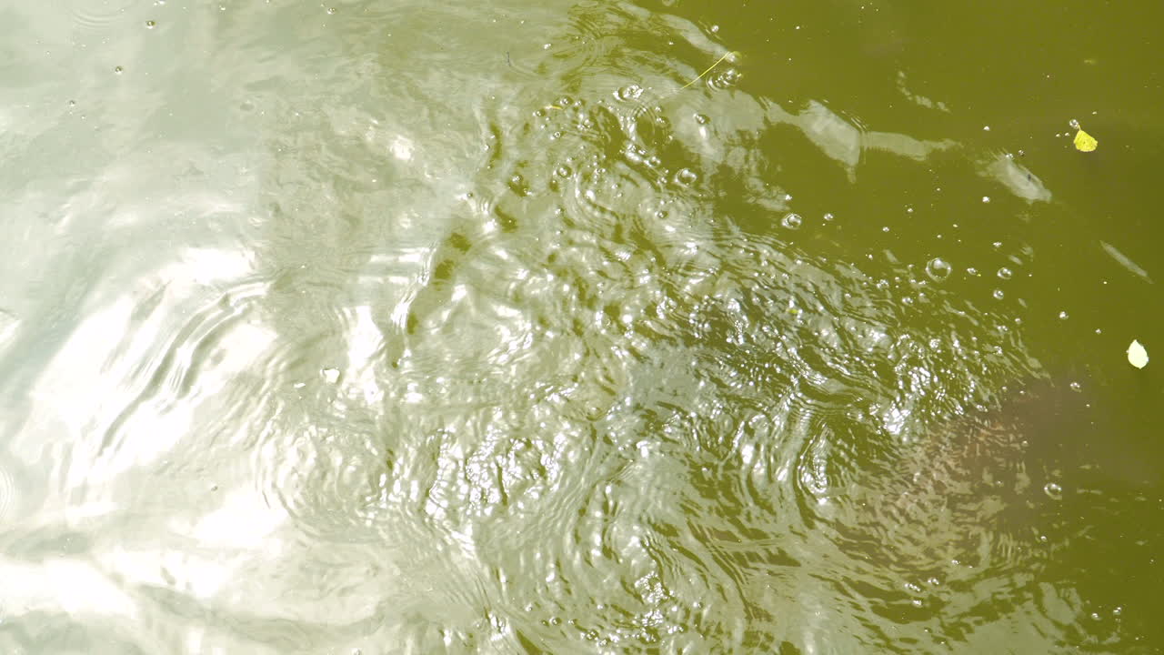 물 속 에 수영 하는 큰 카프