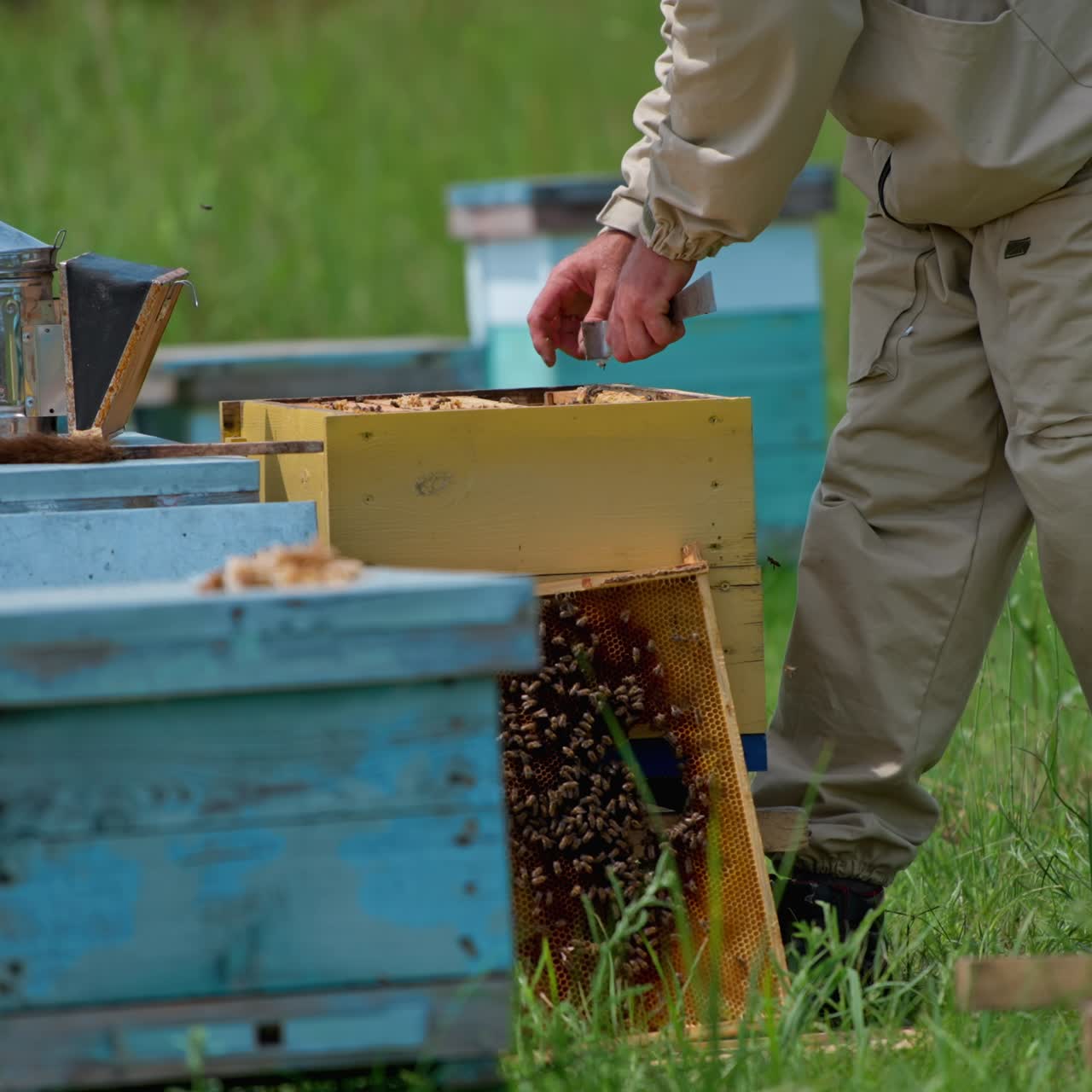 Male beekeeper placing the frame into the wooden bee hive. Bee farmer uses the metal instrument to extract another frame