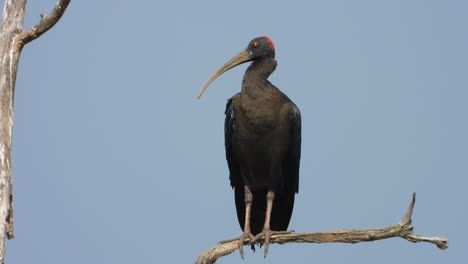 red-naped ibis in tree -sun -black