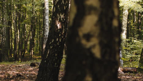 terapeuta mujer médico haciendo mujer relajante spa masaje facial con las manos al aire libre en el bosque