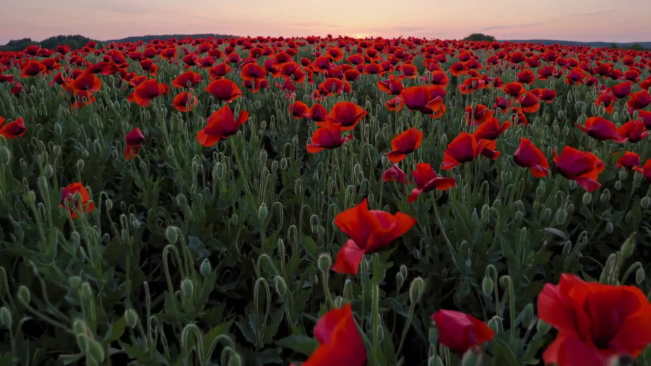 Il vivace campo di papavero rosso al tramonto