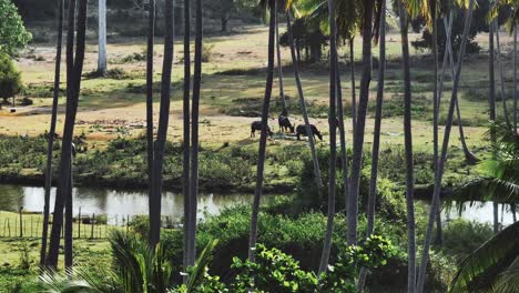 Slow-crab-shot-of-animals-grazing-in-tropical-palm-tree-forest,-Ko-Samui,-Thailand