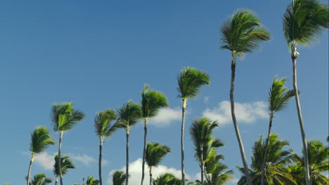 Escena-De-La-Naturaleza-De-Altas-Palmeras-Contra-El-Fondo-Del-Cielo-Azul