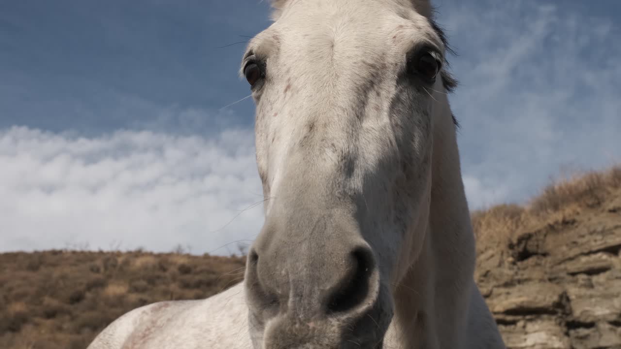 White horse making funny faces in the field