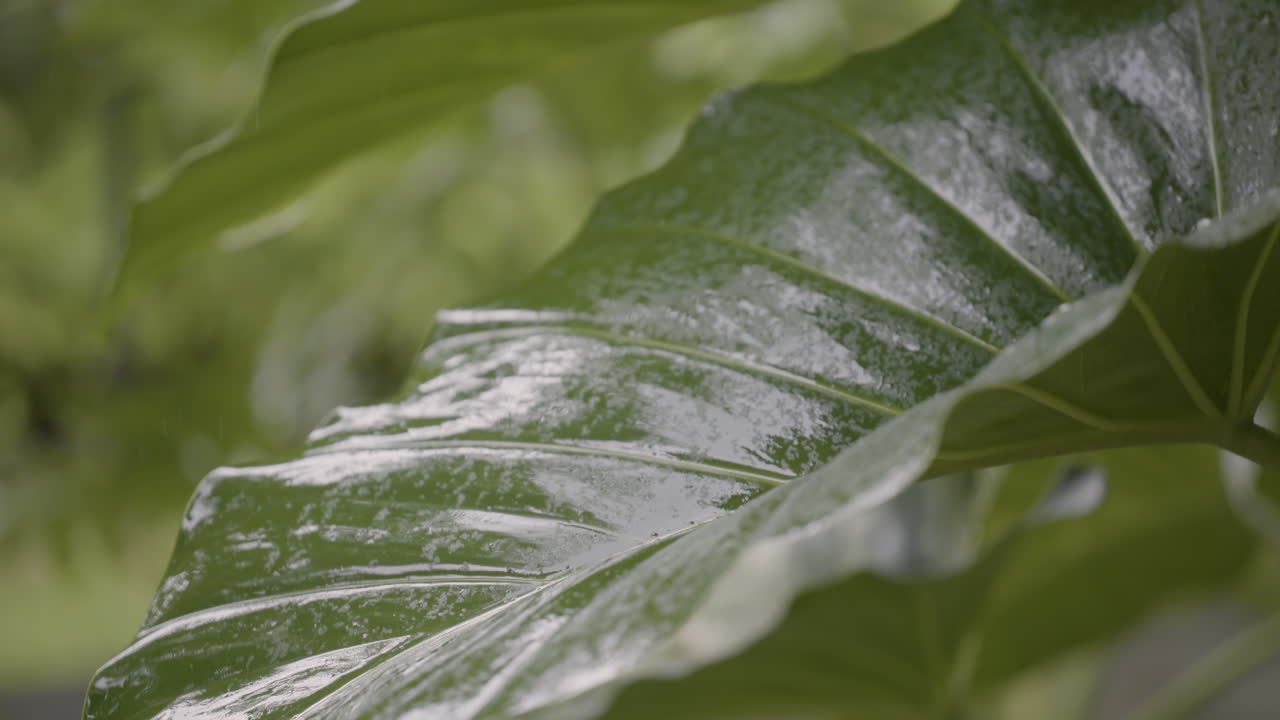 rain drops on tropical leaves in slow motion