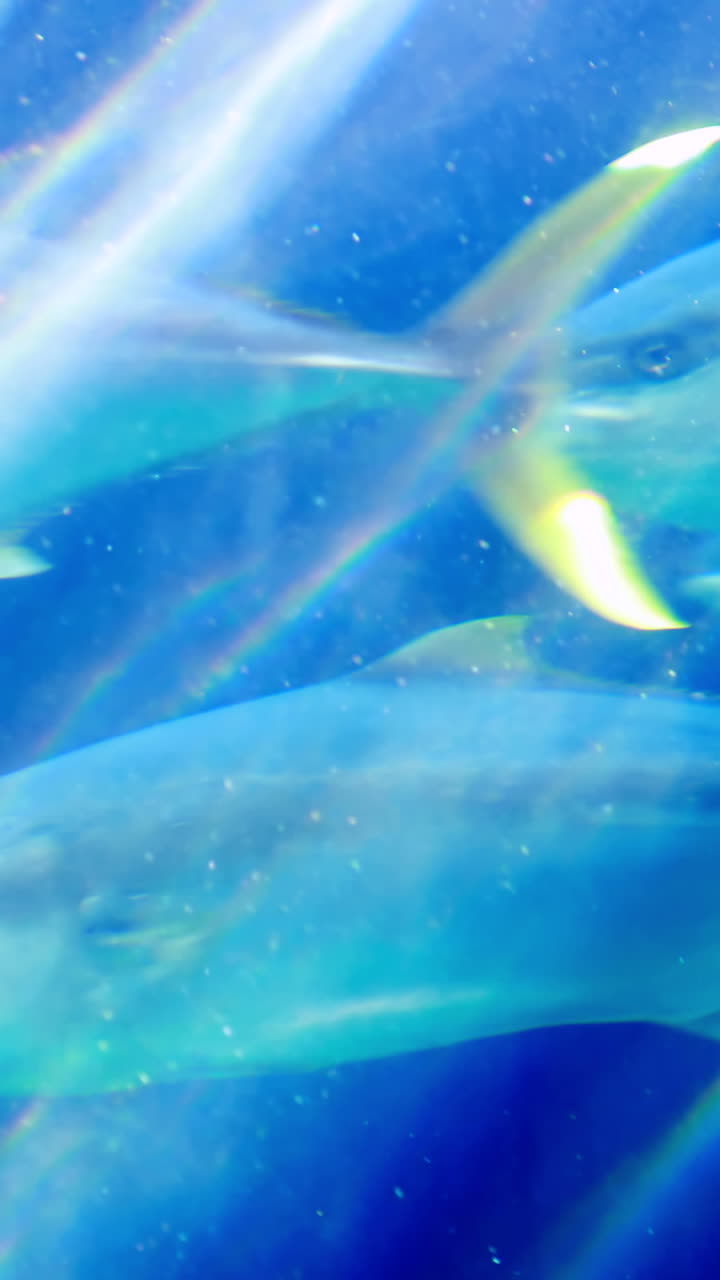 수족관 에 있는 물고기  ⁇ 크 에서 수영 하는 물고기 들