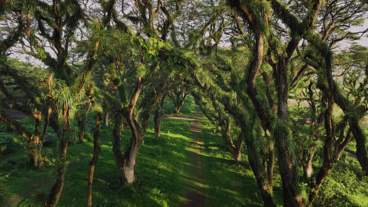 bosque de ensueño de djawatan con altos árboles trembesi, mujer con vestido naranja corriendo