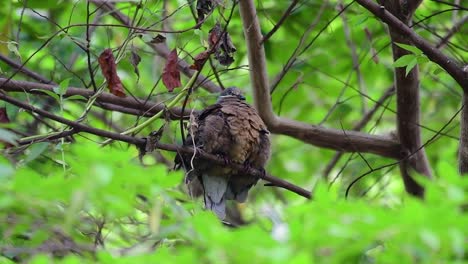 this short-billed brown-dove with its fledglings is an endemic bird found in the philippines and particularly in mindanao where it is considered to be common