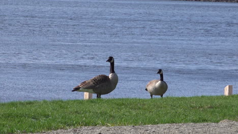 canada goose on a lake