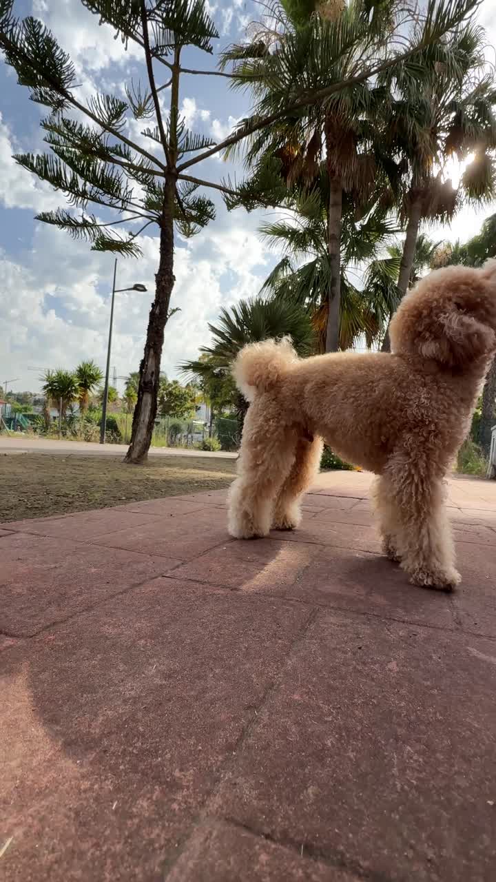 A fluffy poodle outdoors
