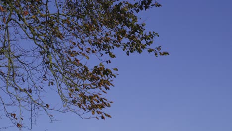 Branches-contrasting-against-clear-blue-sky