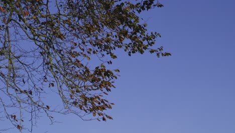 ramas en contraste con el cielo azul claro