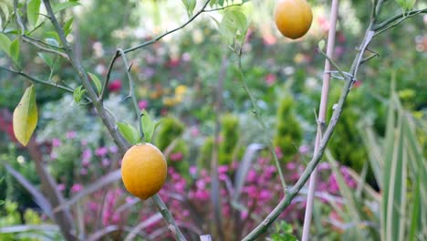 primer plano de limones en un árbol