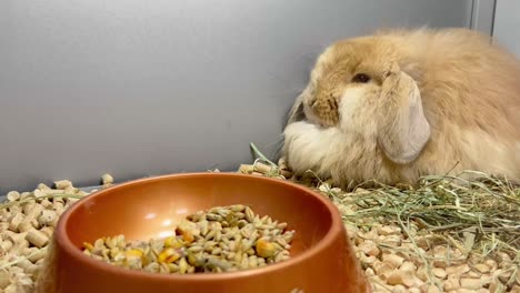 a fluffy rabbit resting next to its food bowl