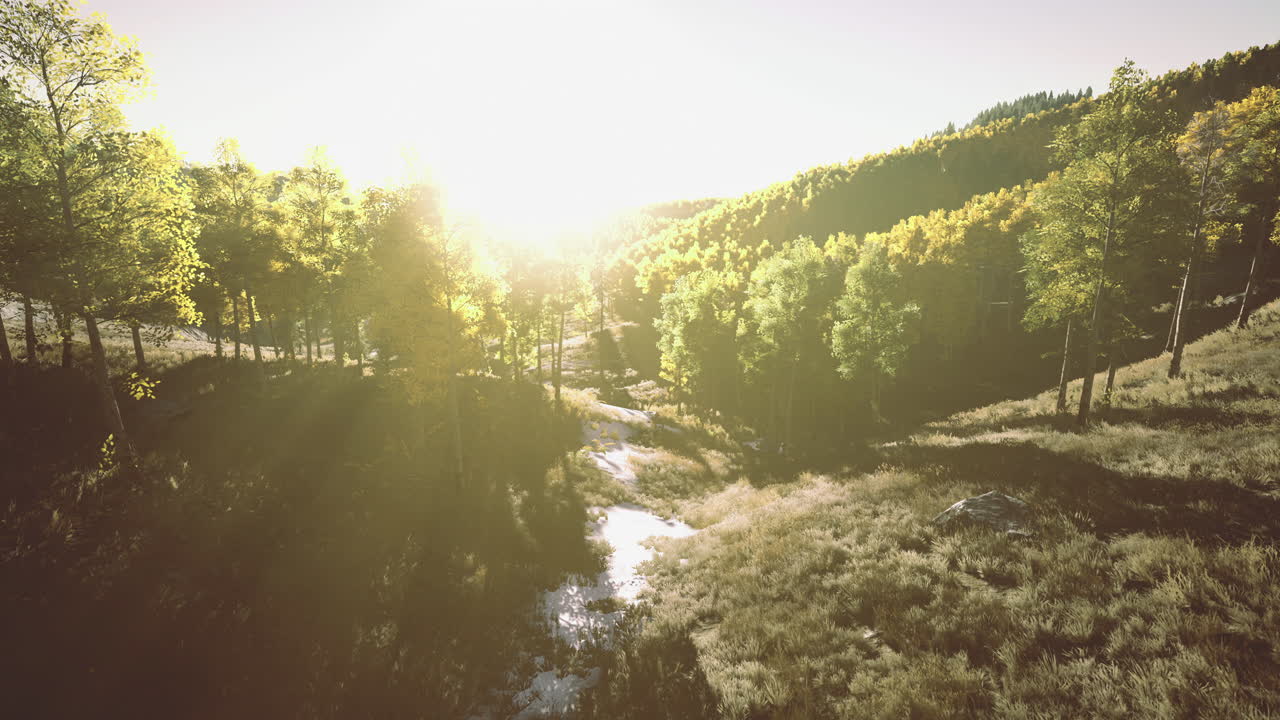 Sunlight streaming through trees in a lush forest landscape during daytime