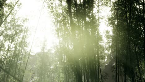 Windy-Tranquil-Arashiyama-Bamboo-Grove