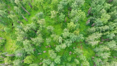 4K-Drohnenvideo-Von-Pappeln-Und-Kuhpastinaken-Entlang-Eines-Störenden-Baches-In-Der-Nähe-Des-Denali-State-Park-In-Alaska