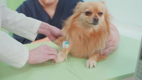 dog receiving iv treatment at veterinary clinic