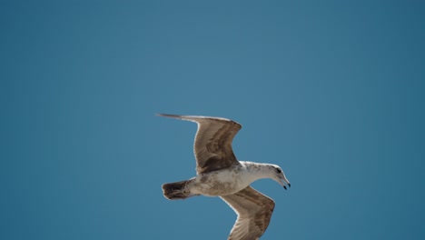 juvenile seagull soaring against the blue sky in baja california sur, cabo, mexico