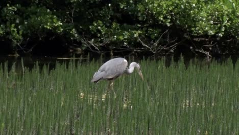 garza gris, ardea cinerea, cazando entre la vegetación emergente en el borde del lago, junio