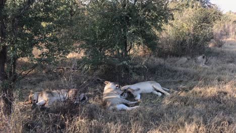 Divertidos-Leones-Africanos-Se-Acicalan-Unos-A-Otros-A-La-Sombra-De-Kalahari,-áfrica