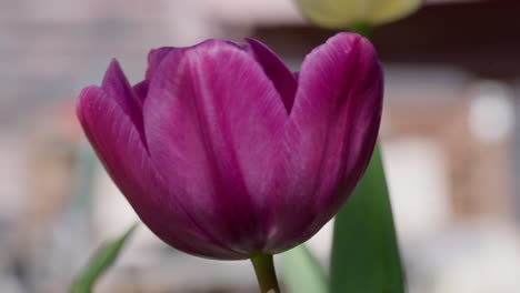 a tulip purple, bold and bright, greets the day with morning sunlight