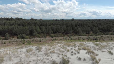 majestic pine forest by beach on baltic sea shore