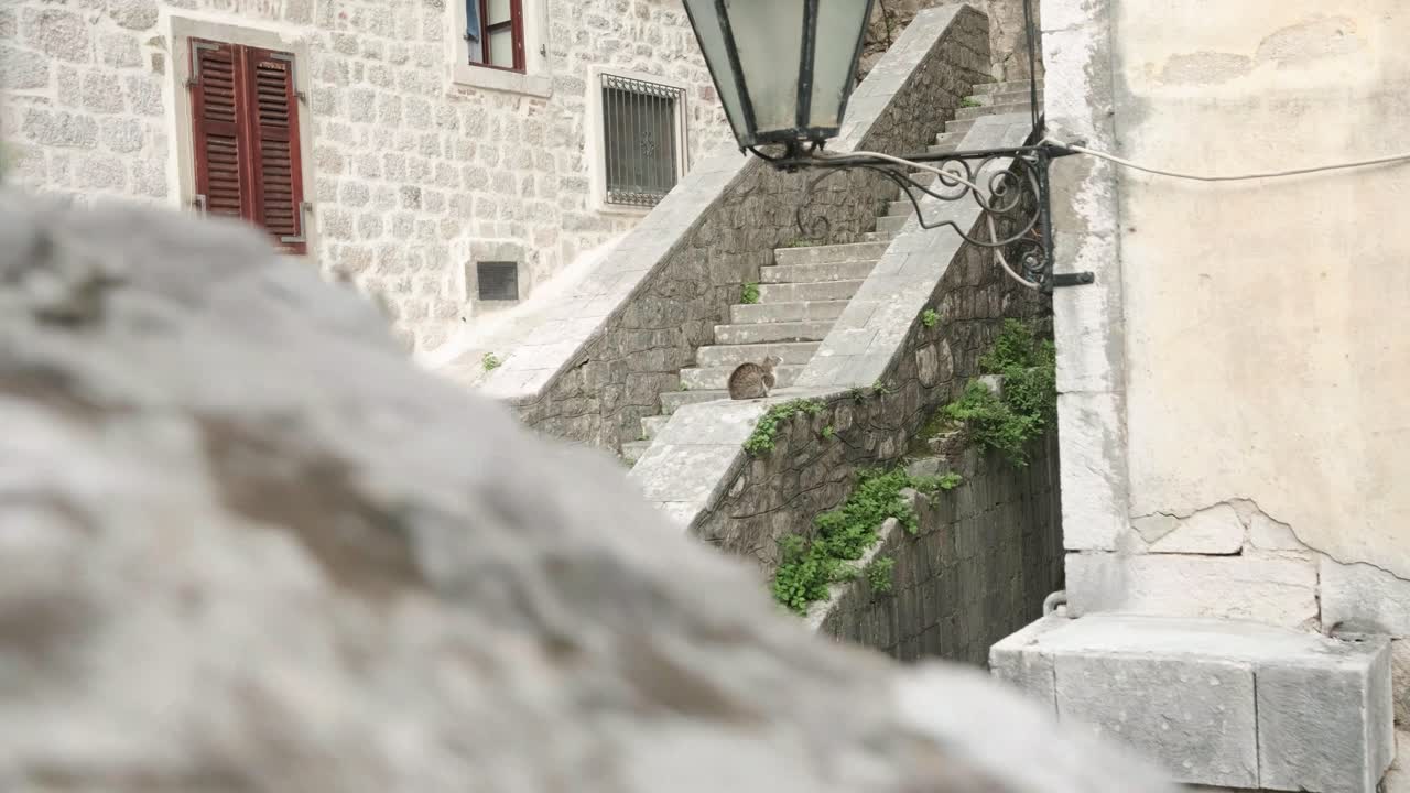 Walking through old town of Kotor in Montenegro with cat's lying around on the buildings