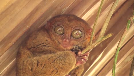 una foto de cerca del tarsier en la isla de bohol, filipinas.